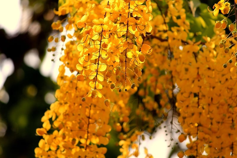 Hanging Gardens